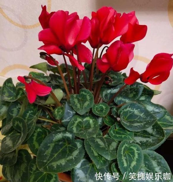 花卉|此种植物是多年生长的球根花，又叫兔耳花，花开2、3朵成簇