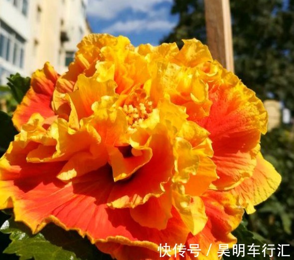 邻居在窗台养了1种花,开花太漂亮,花色像“黄金”,美得发光