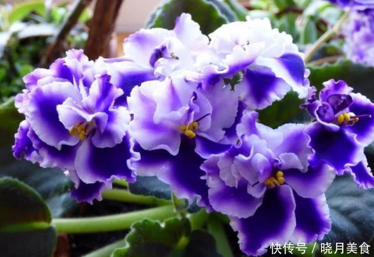 4种花养了就爆盆,好养易活开花漂亮,招财又开运,你养了吗?