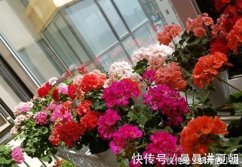 人养花,花也养人,摆上三种花,寓意好颜值好,对身心健康有好处