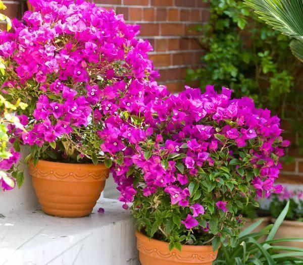 三角梅大苗、小苗养护不一样,开花期间关注侧重点也不同