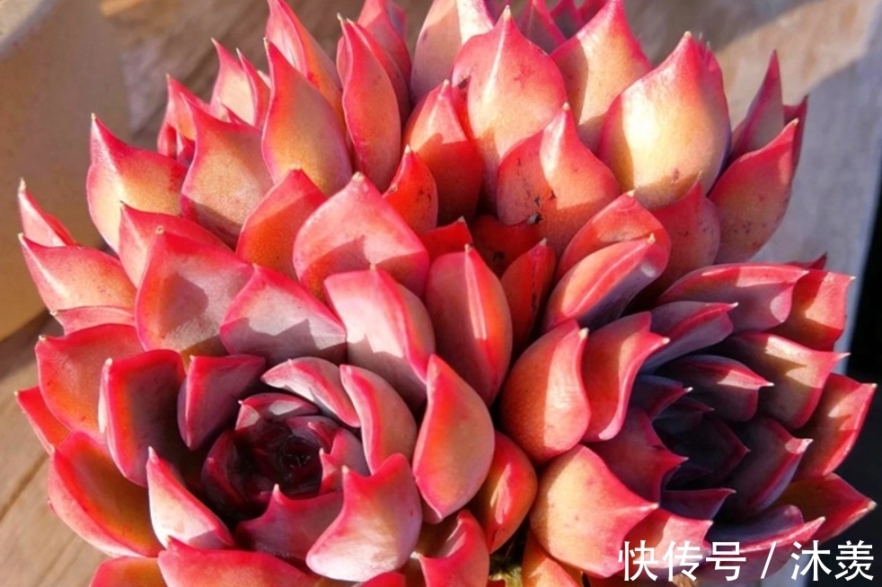 蓝绿色|多肉暗冰和菲欧娜,平常有七分相似,出状态后颜值则有云泥之别