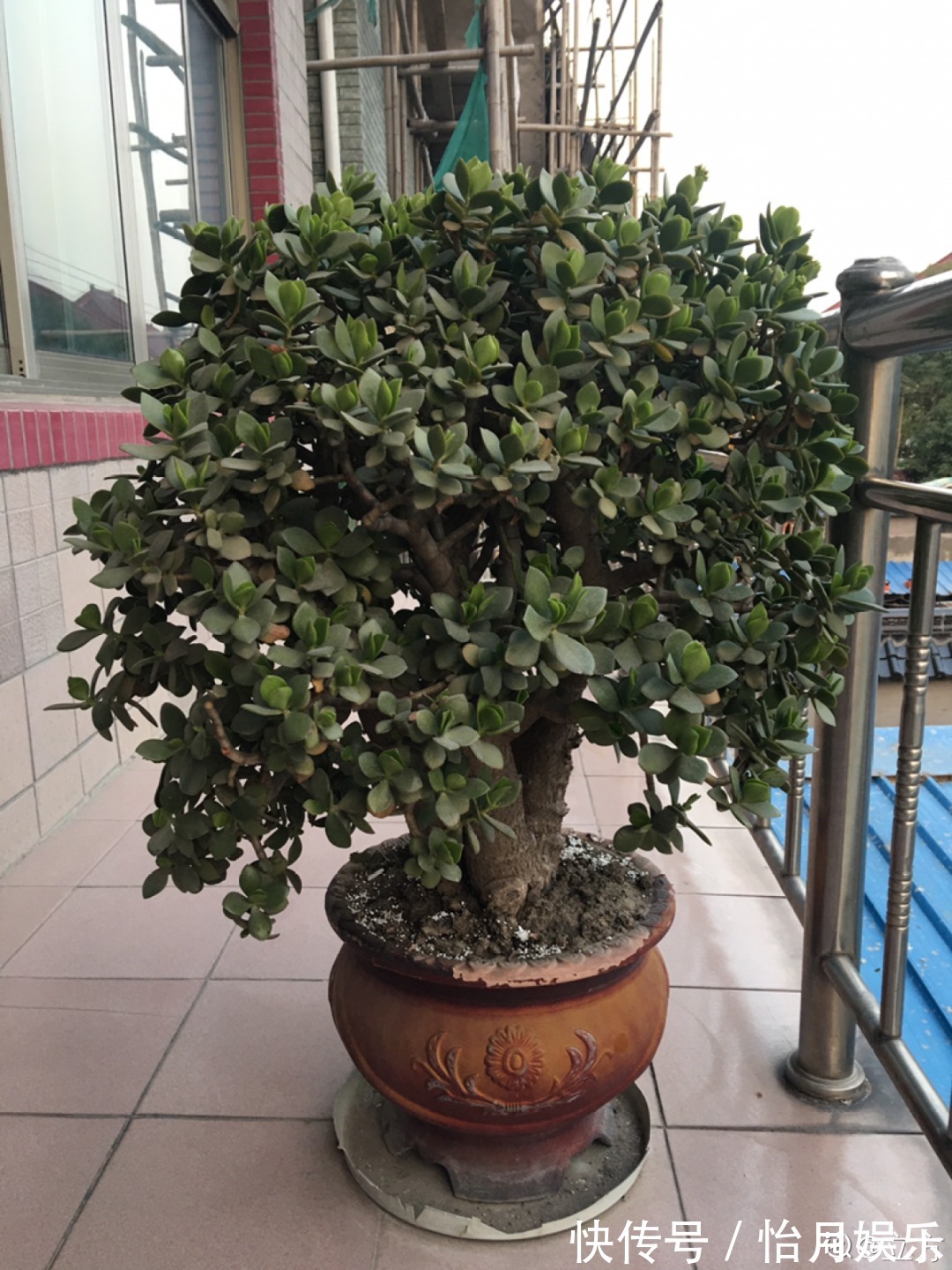 花也能成精,养成巨无霸,一次开花50朵,比小孩还高!