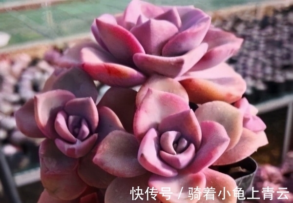 彩虹糖|多肉彩虹糖,精致版的紫乐,容易上色喜欢群生,新手也可以放心养