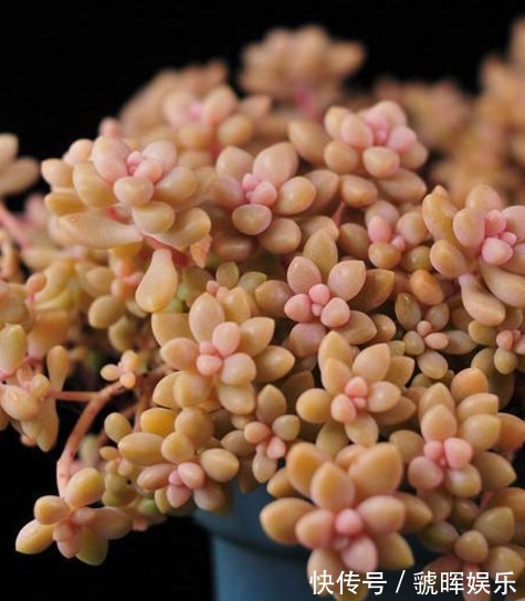 以下这些多肉植物不仅好养,换盆还跟不上爆芽,轻松养殖成老桩!