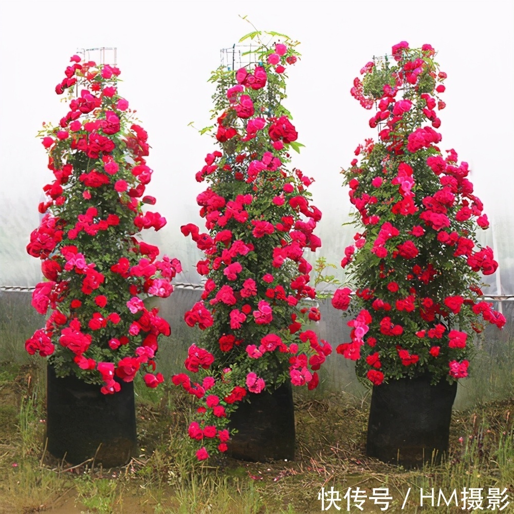 树状|苏州发现一户人家庭院,那叫一漂亮!庭院里香飘四溢!真心羡慕