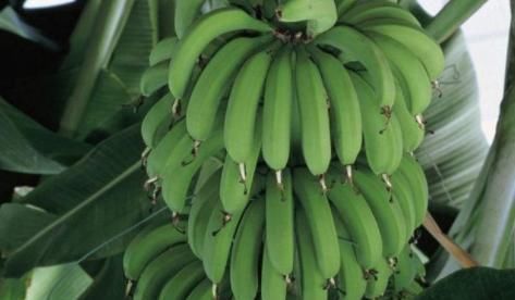 多体|有三种水果少吃，不然吃得多体内水分越重，可惜很多人不重视！