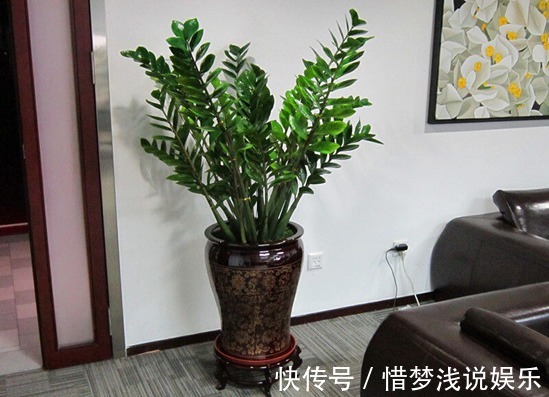 客厅摆盆招财花，空气清新好兆头，富贵人家都爱养