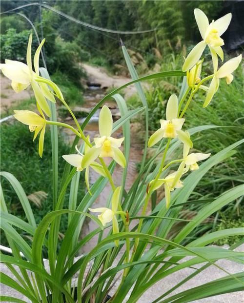  朱德素|此兰是素心“第一花”，每年可开4次，花苞又大又香，是养兰首选