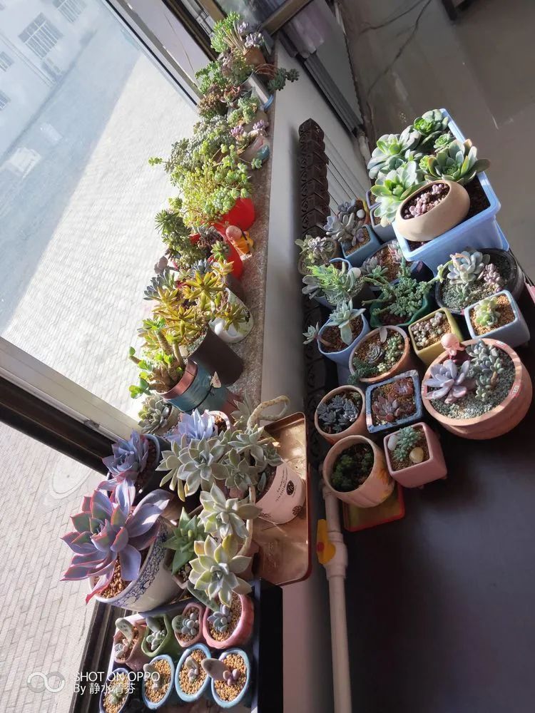 状态一般的多肉们,在我这儿已经是最美的存在了!