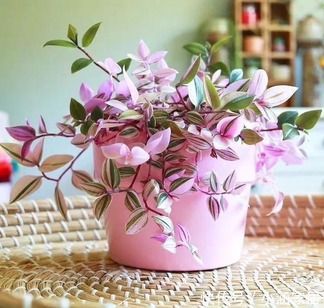 婚礼|12月养油画婚礼吊兰,做好这几点,叶子美成一幅画,漂亮极了!