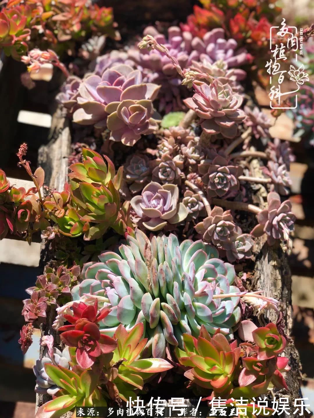 多肉遇上枯木木花盆，姑娘自己造！
