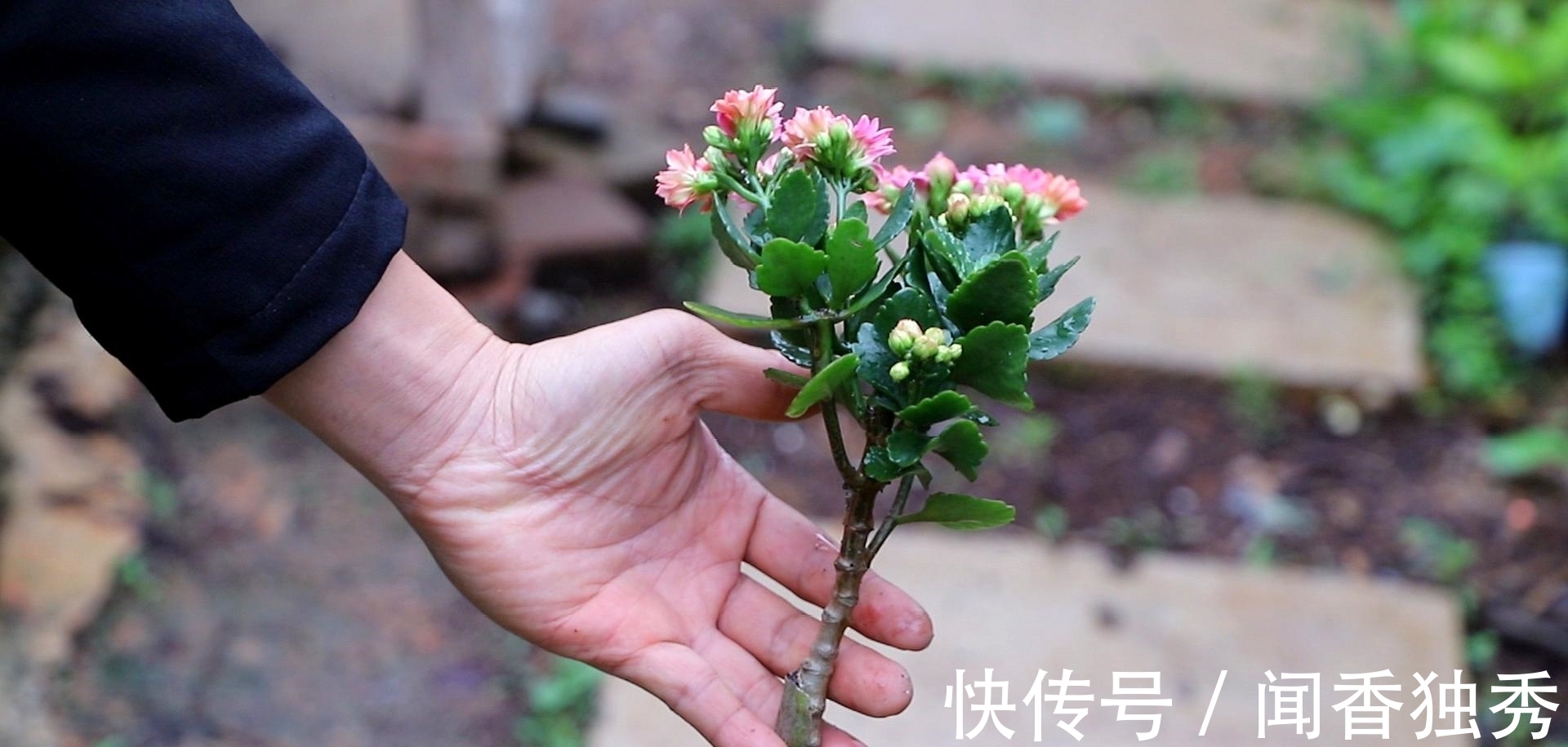 长寿花|长寿花“12月”不长花苞？赶紧狠心“虐一虐”