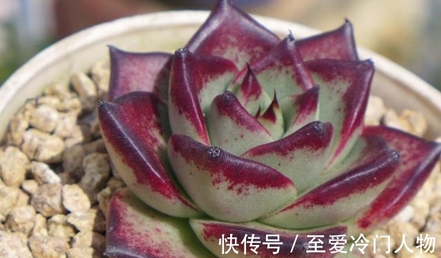 哪个品种让你爱上多肉?我因为紫乐入坑,已经被养成了大老桩