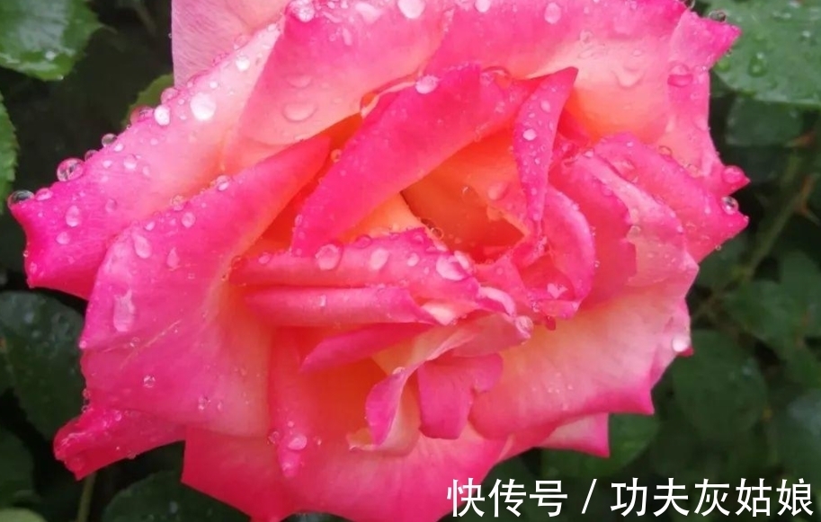 冬日给盆栽补水使用哪些溶液效果更好?这2样均比自来水合适阿