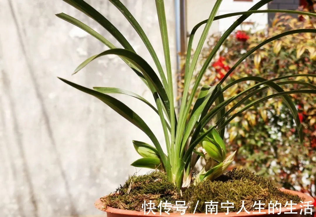 花朵|养春兰最怕什么？黄叶、卷叶、花朵细小，这些都是怎么形成的？