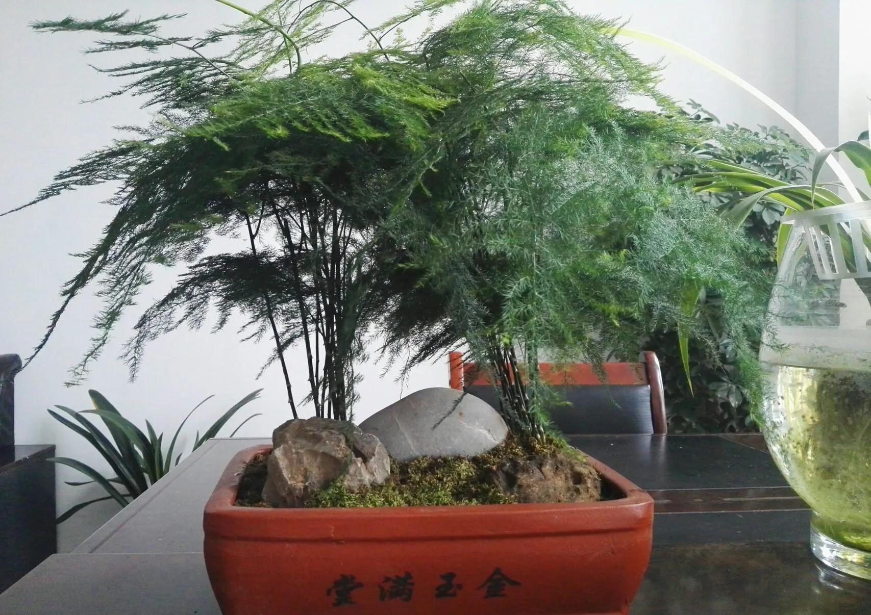 文竹叶片容易干枯，五个坑避不开，长成一盆杂草，别不当回事