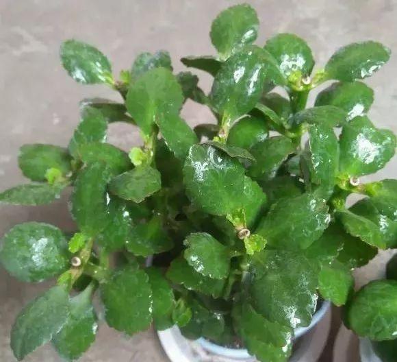 入冬后,这些花别折腾,越折腾越死