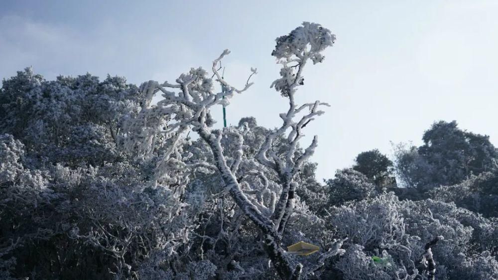 情结|云海与雪景、雾凇齐聚,惊艳了鸡足山的冬天!