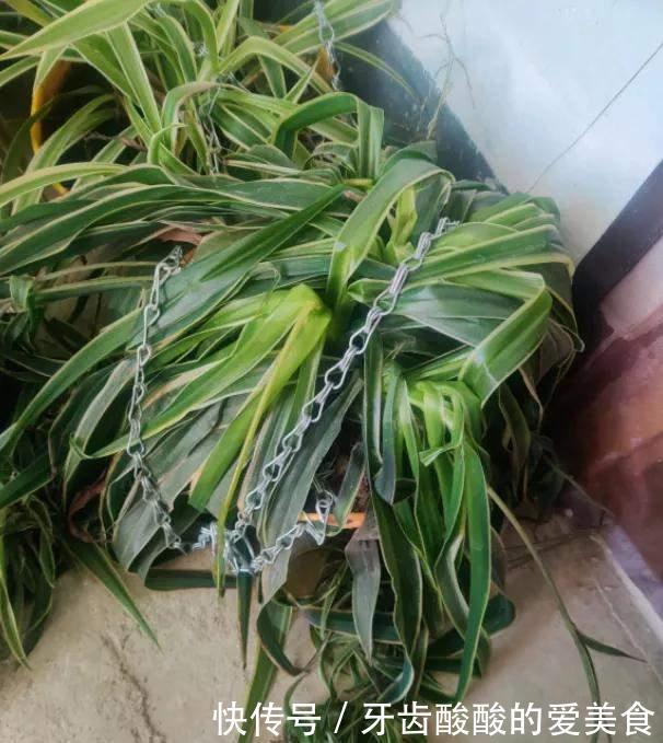 花草冻伤了及时修剪,别舍不得,越早越好