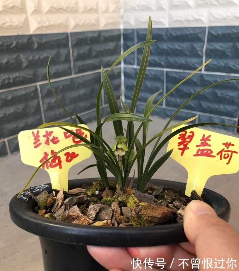 新栽兰花的杀菌工作,很多人都是胡乱操作,杀与不杀得看情况