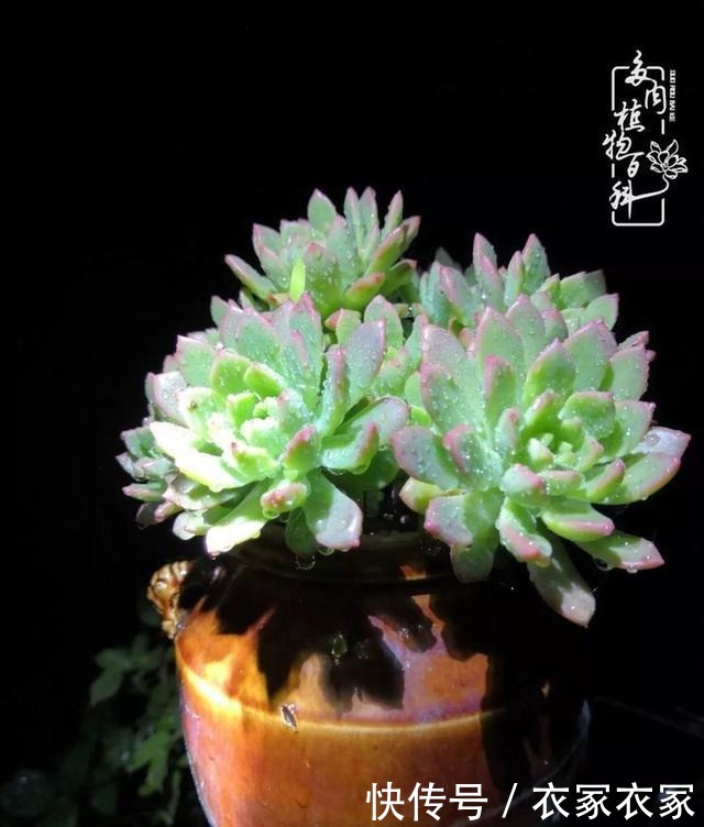 如何让多肉变美看看我是如何宠它们的!如何让多肉变美看看我是如何宠它们的!