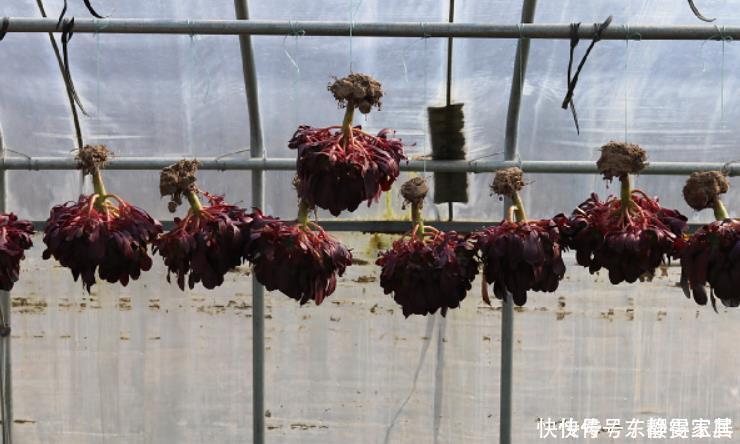 黑法师盆景培育技巧,只要做3步,采用“倒挂法”,变成盆景老桩