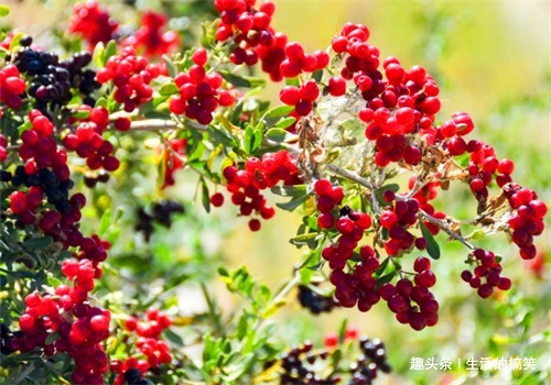 长寿|想长寿全靠吃4种食物,排毒抗衰,补益身体,补血益气,有益健康