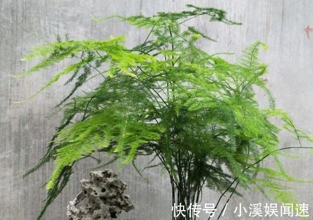 这几种花寓意太好了，镇宅养人还招财，一旦养上一盆，全家都富有