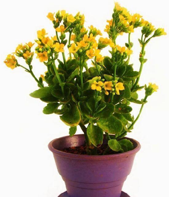 新买的长寿花丑的“不像样,学一招修剪,变成树形“小老桩”!