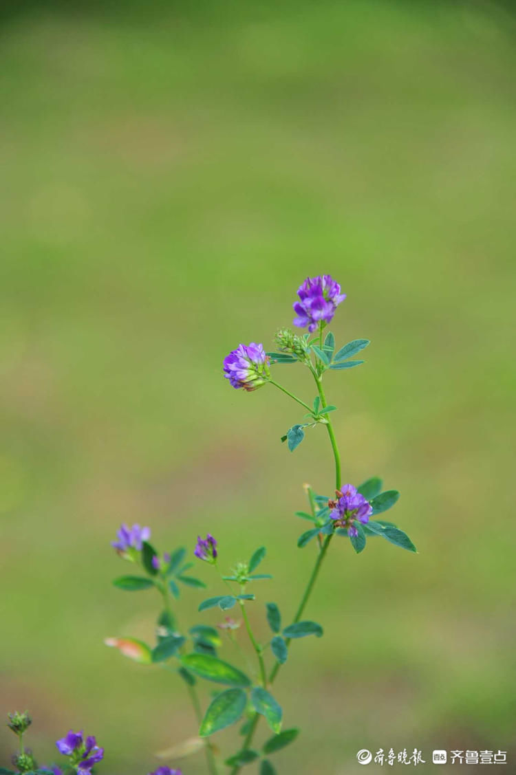 日照五莲中心公园紫苜蓿优雅绽放,宛如夏天清浅的模样|花开齐鲁| 日照