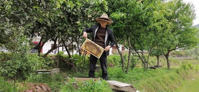 通城：油菜花开 小蜜蜂逐花而来