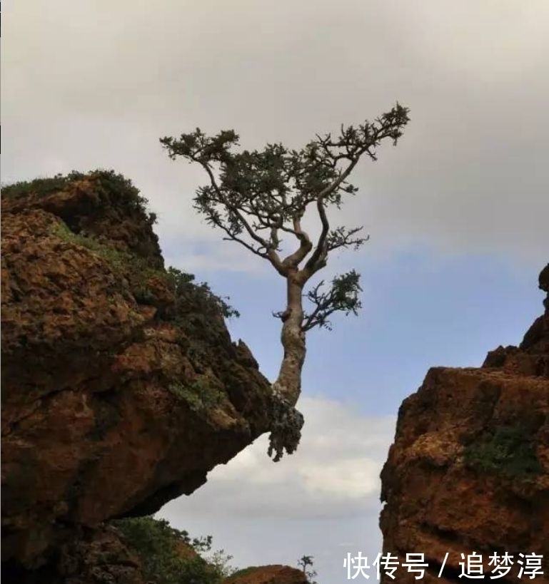 震撼！21棵不想“死”的树，这就是生命