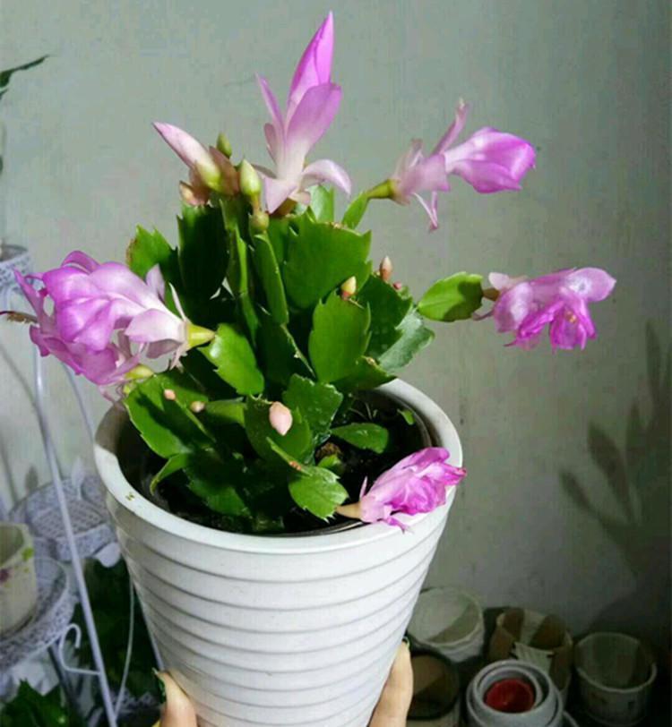 养蟹爪兰,一看一控,营养高,开花妙