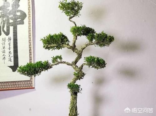 黄杨下山桩怎么浇水？