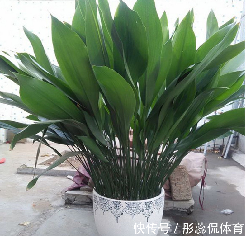 5种“漂亮花”，客厅养最合适，缺少光照，一样枝繁叶茂