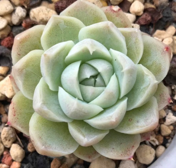 肯定有很多人都喜欢多肉植物吧，今天教你如何种植多肉植物！