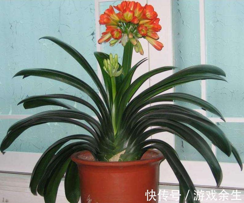 分享我这几年养君子兰的经验,挺实用的