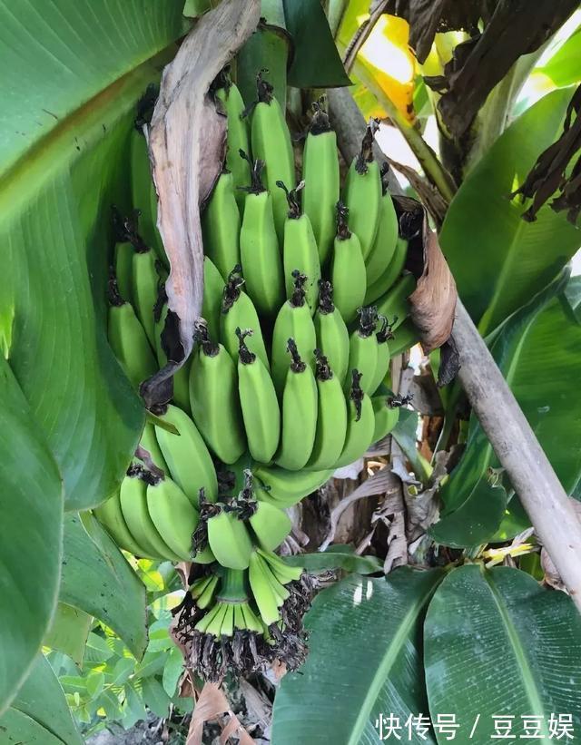 能盆栽的迷你香蕉树，比绿萝还耐阴的花，叶子亮得像打蜡！