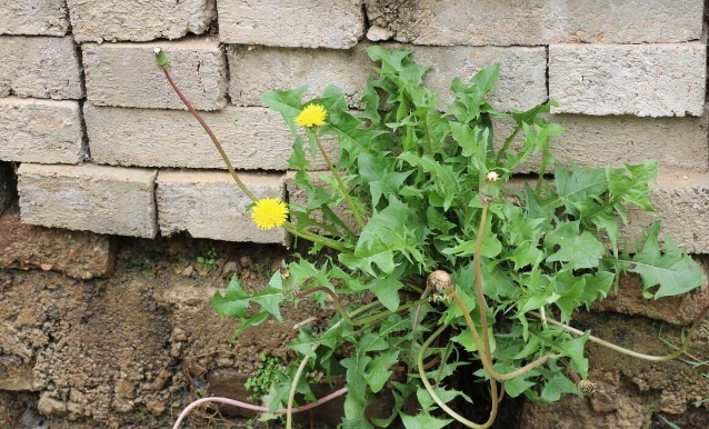凉拌|65种野菜图片，带你认识不同的野菜和吃法，你想要的野菜这里都有