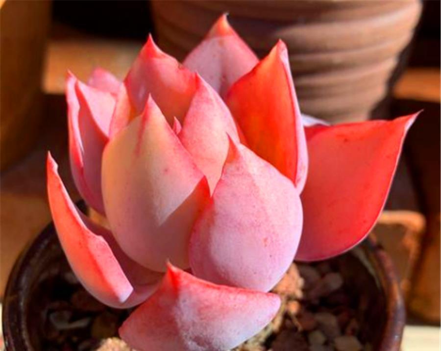 光照|多肉中的“彩霞仙子”,姿态优雅颜色美,牢记5细节,粉嫩高贵