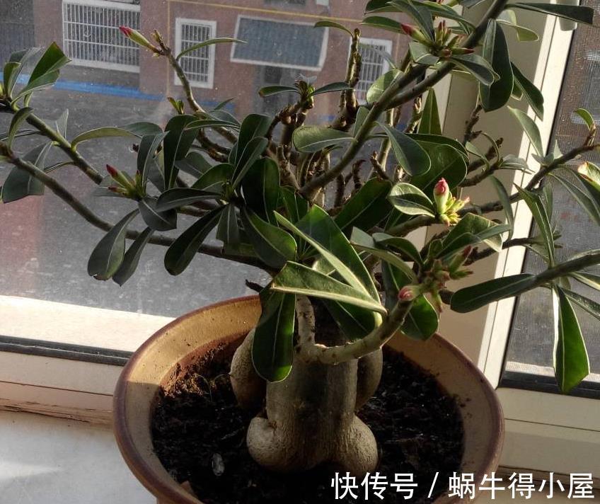 植株|盆栽沙漠玫瑰，6、7月趁早落实3点，花开满枝头，个大色艳