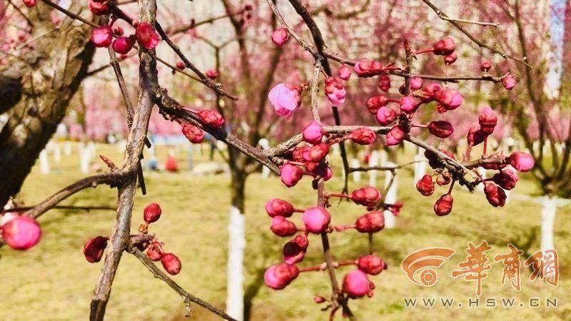 老年|西安一梅园同树开出双色花 记者带你开元公园赏春