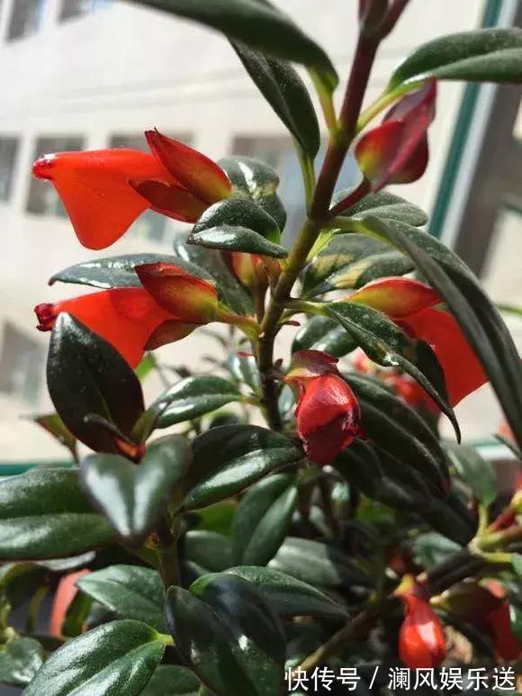 有机肥料|吊兰也能“开红花”，养一盆“嗖嗖”冒花苞，比绿萝漂亮！