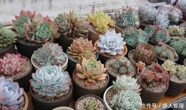 农村露养的多肉,同学5招养成“胖美人”状态棒棒哒
