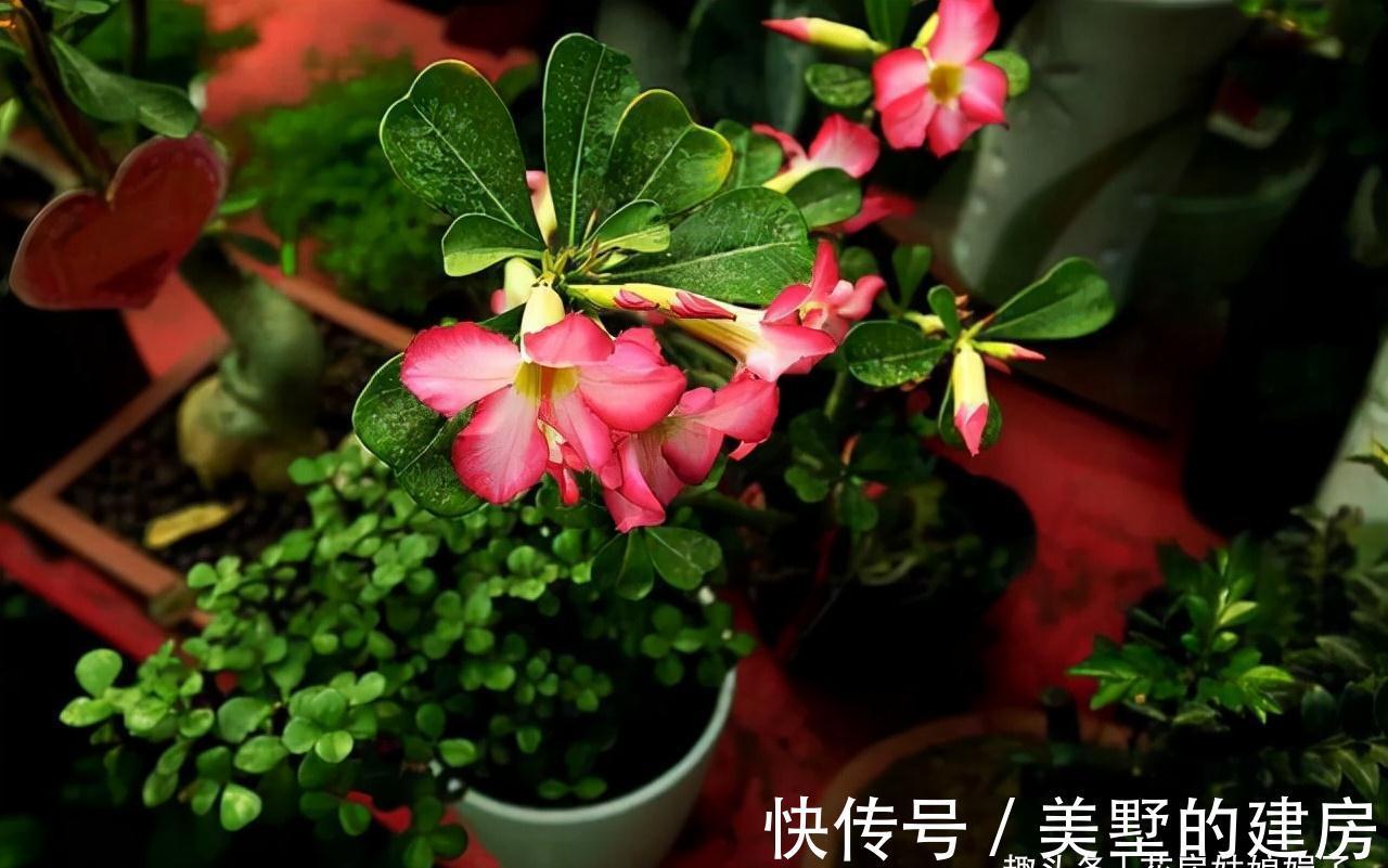 这6种花就得“懒养”,要“多光照、多通风、少浇水”,才长得旺