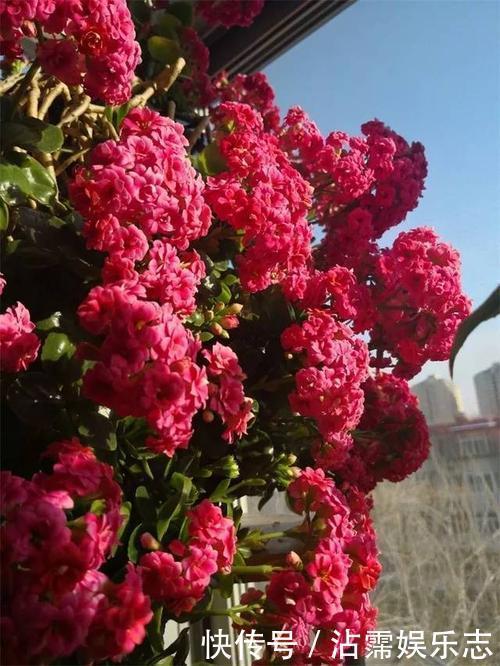 老妈养兰3年的长寿花,长成“巨无霸”老桩,开成大花球!