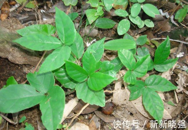 金丝吊葫芦|三叶青也叫“石老鼠”,常见于山林中,农民眼中“天然抗生素”