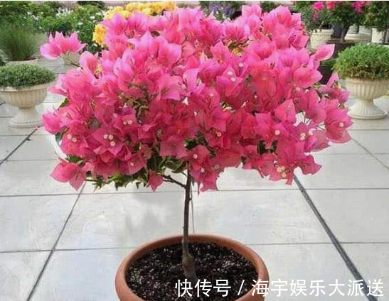花海|养三角梅,给它披1件“黑棉袄”,花开爆满盆,养出一片花海,美