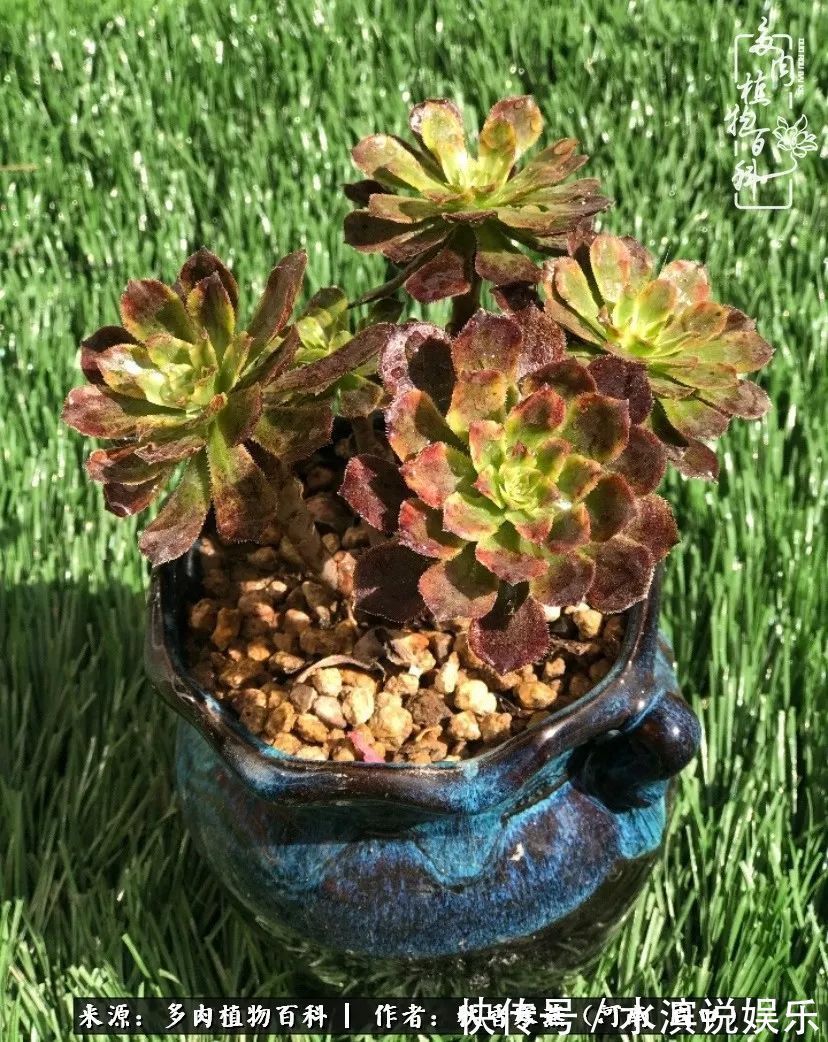 红铜壶|多肉千万种，我独爱法师！爱它的霸气，更爱它的华丽蜕变！